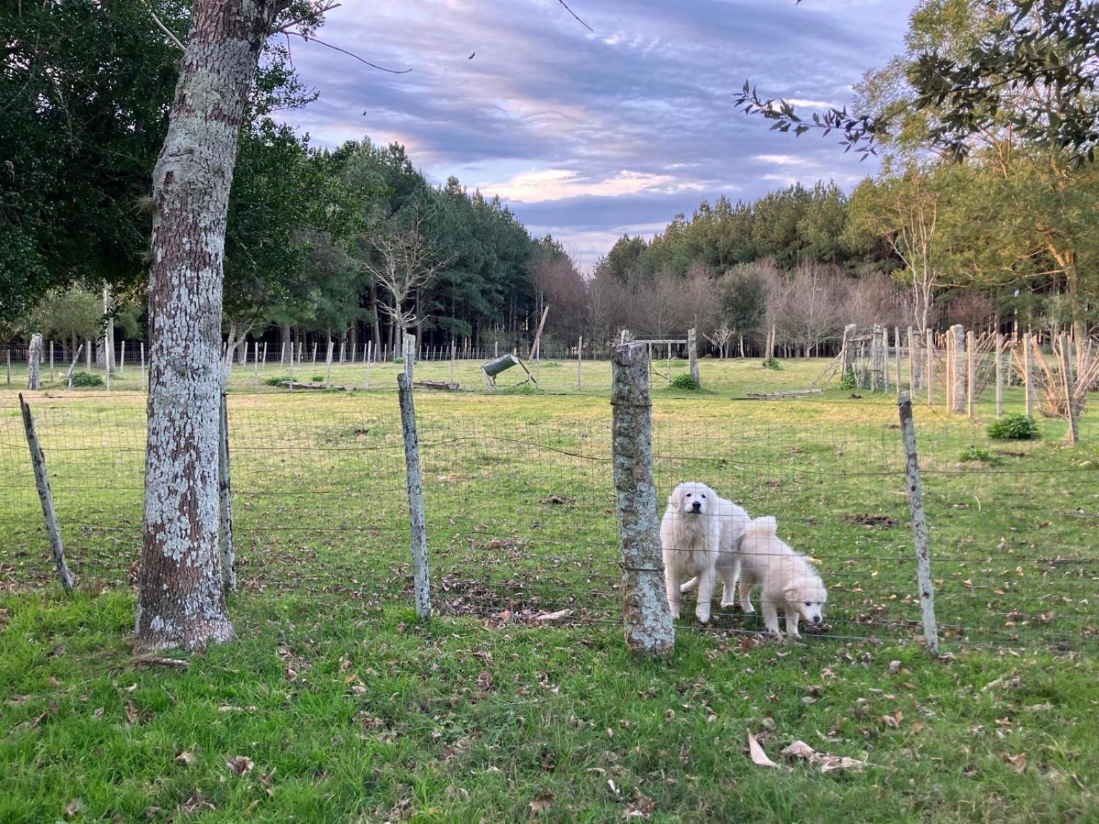 Pinos De La Quebrada Villa Quebrada de los Cuervos Buitenkant foto