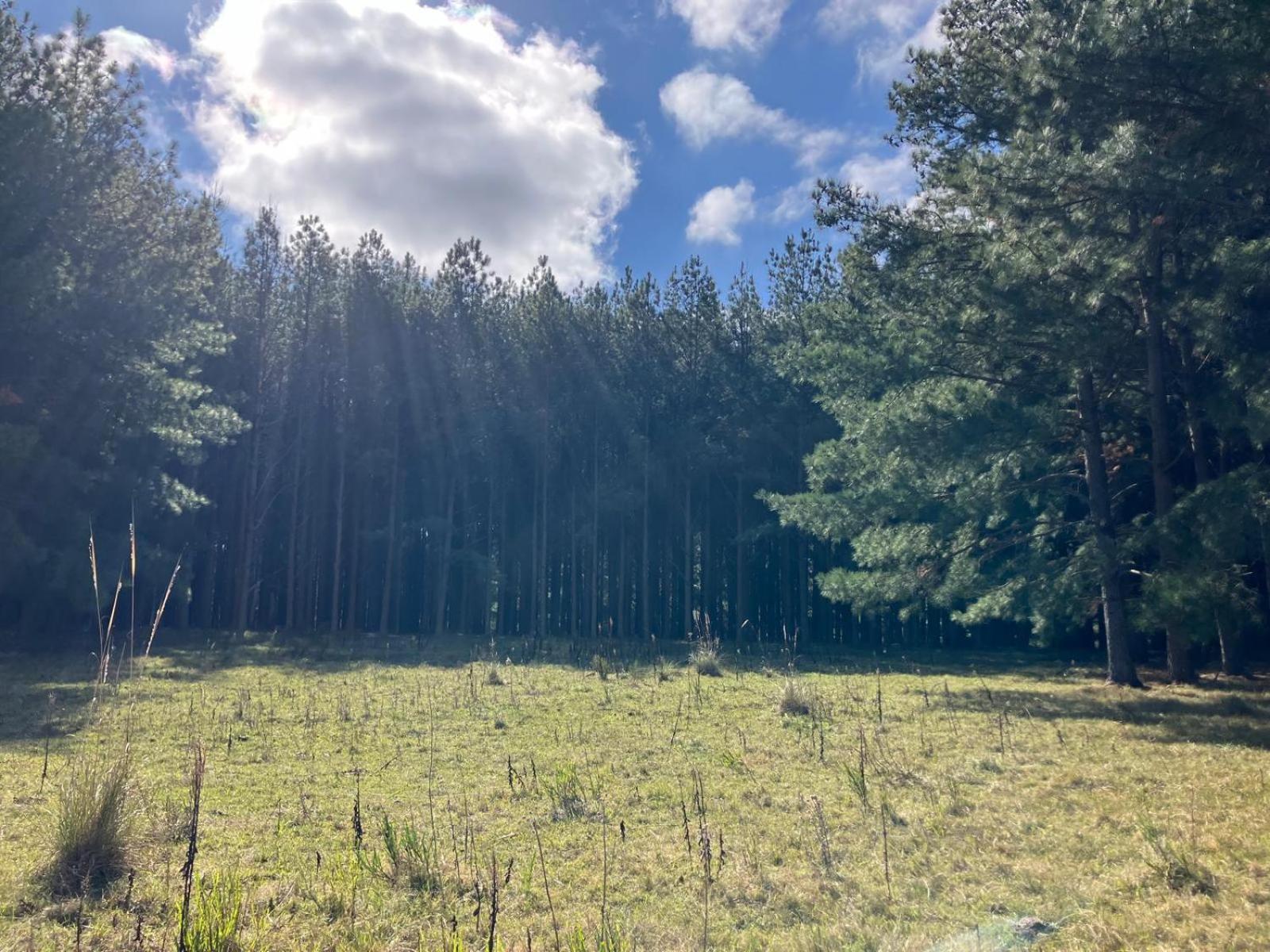 Pinos De La Quebrada Villa Quebrada de los Cuervos Buitenkant foto