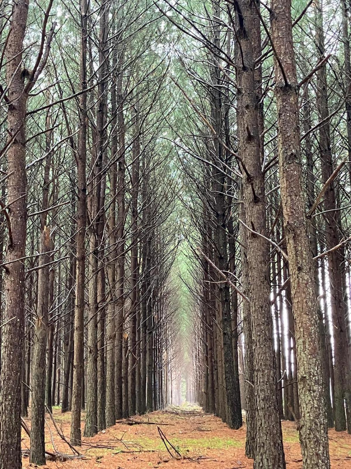 Pinos De La Quebrada Villa Quebrada de los Cuervos Buitenkant foto