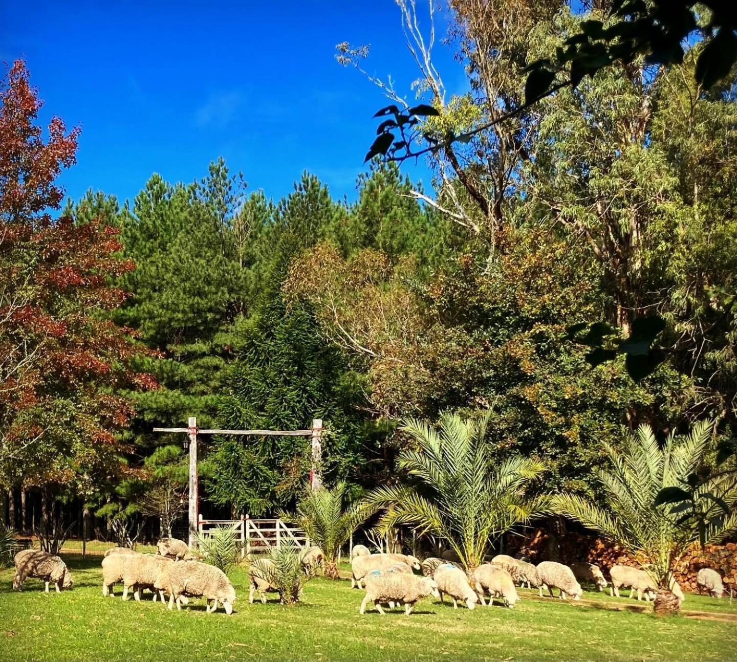 Pinos De La Quebrada Villa Quebrada de los Cuervos Buitenkant foto