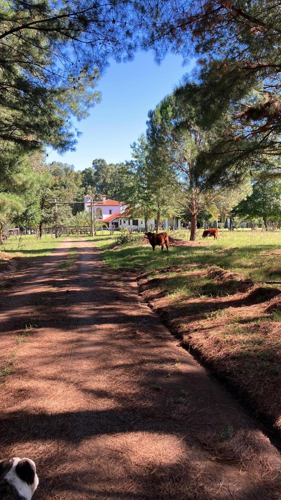 Pinos De La Quebrada Villa Quebrada de los Cuervos Buitenkant foto