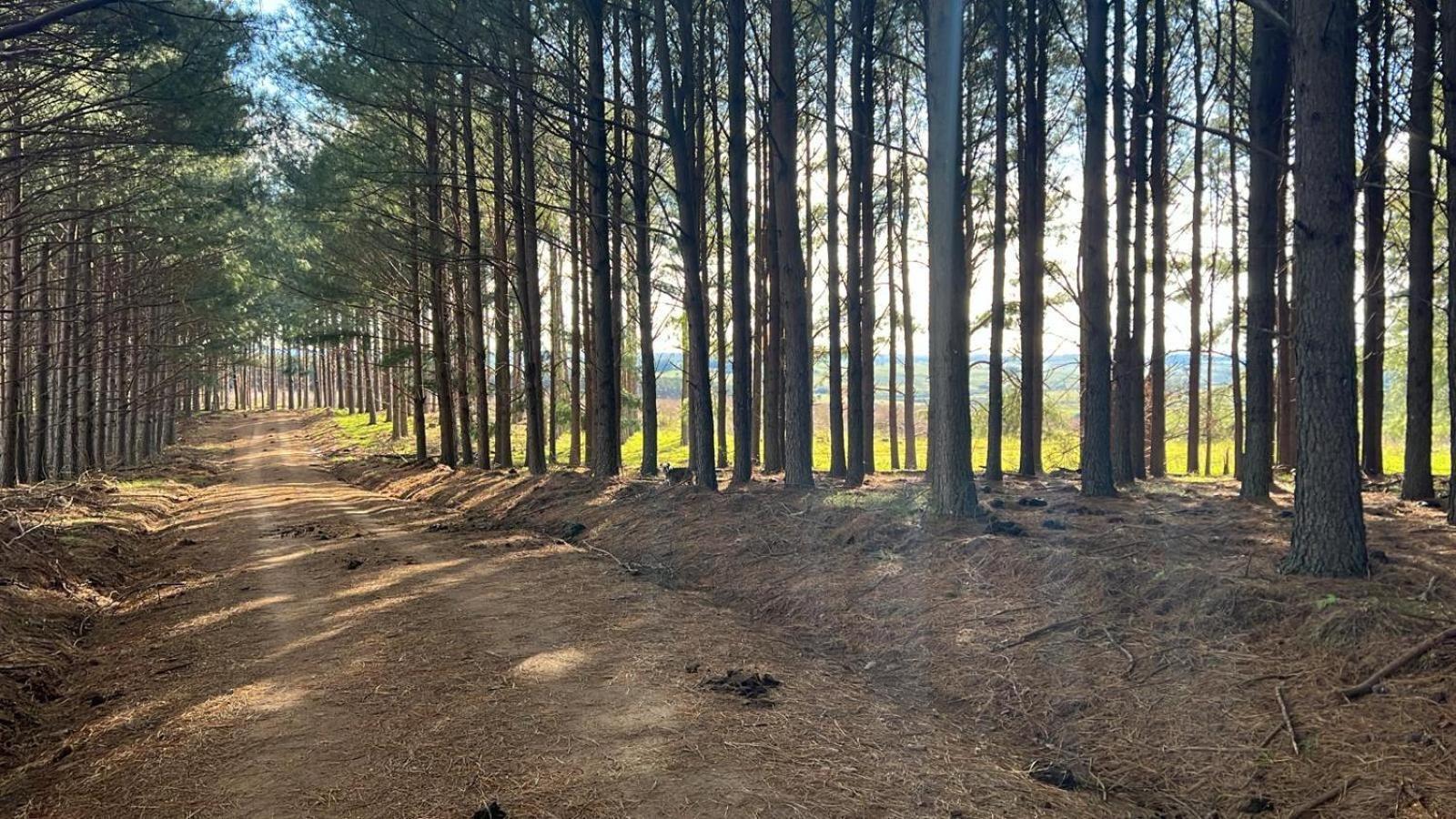 Pinos De La Quebrada Villa Quebrada de los Cuervos Buitenkant foto