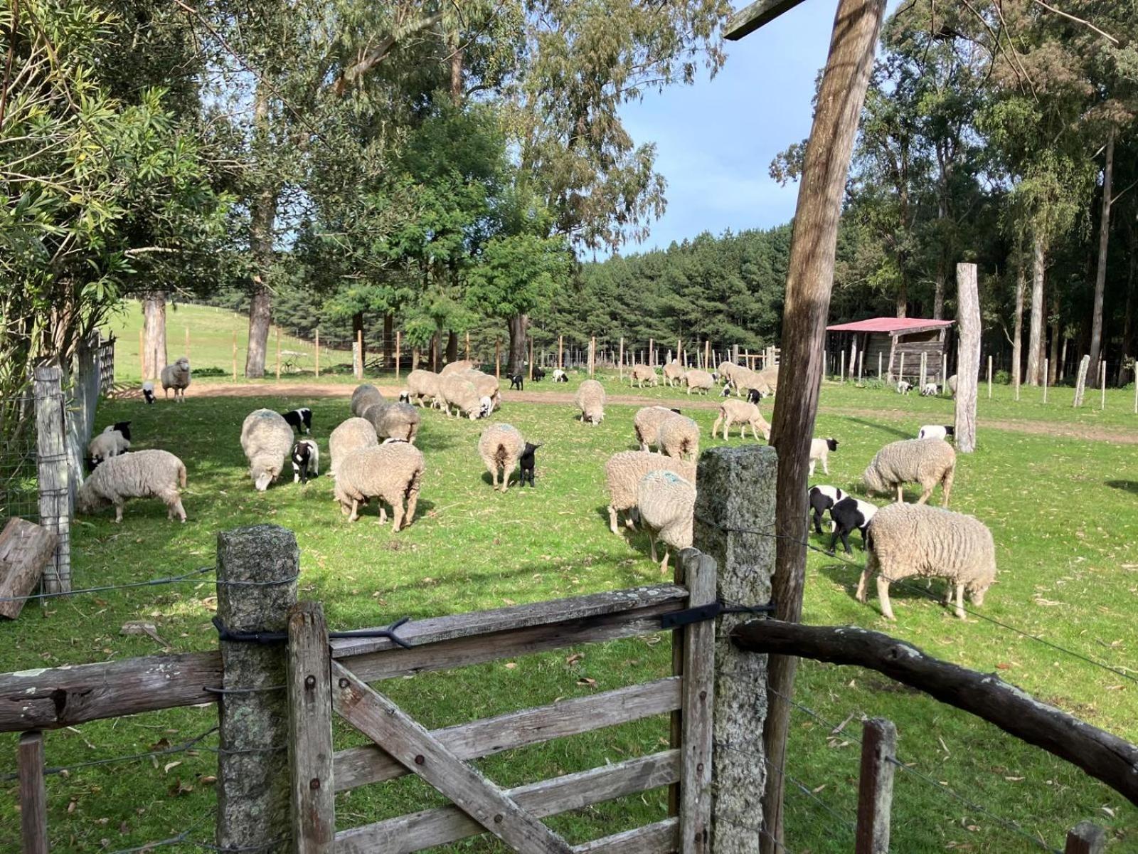 Pinos De La Quebrada Villa Quebrada de los Cuervos Buitenkant foto